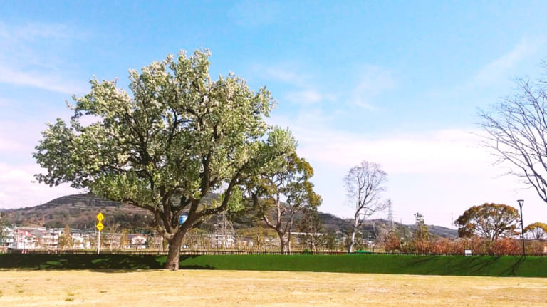 安満遺跡公園居住域