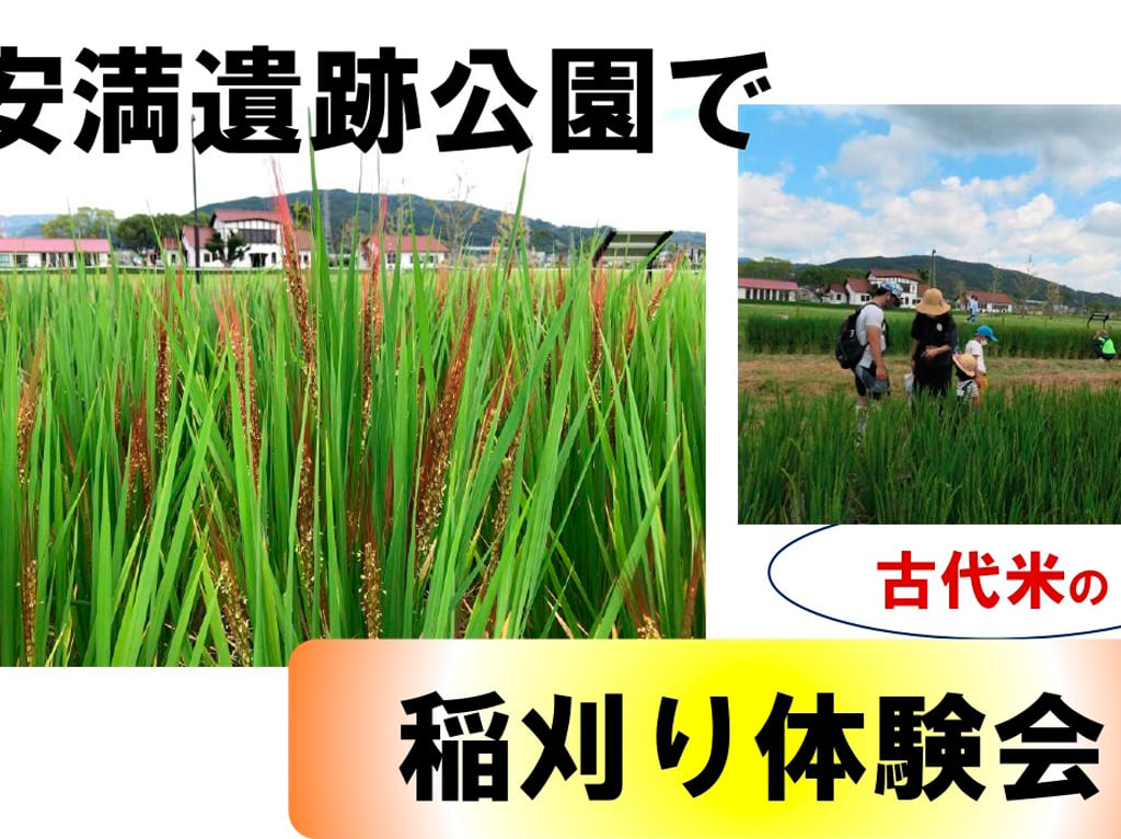 古代米稲刈り体験会