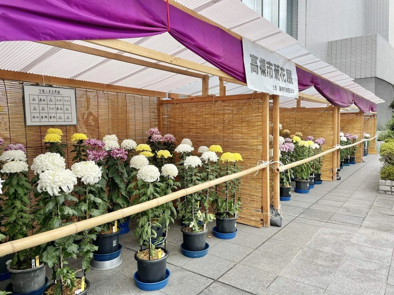 高槻市菊花展