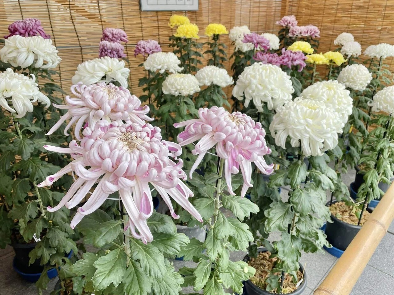 高槻市菊花展