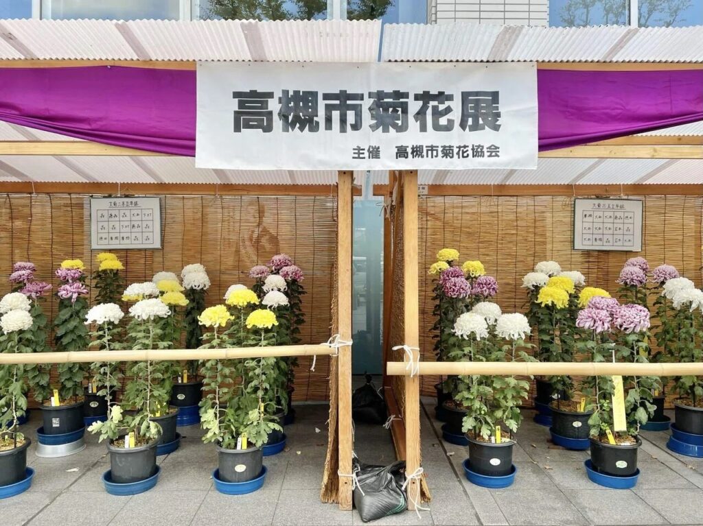 高槻市菊花展