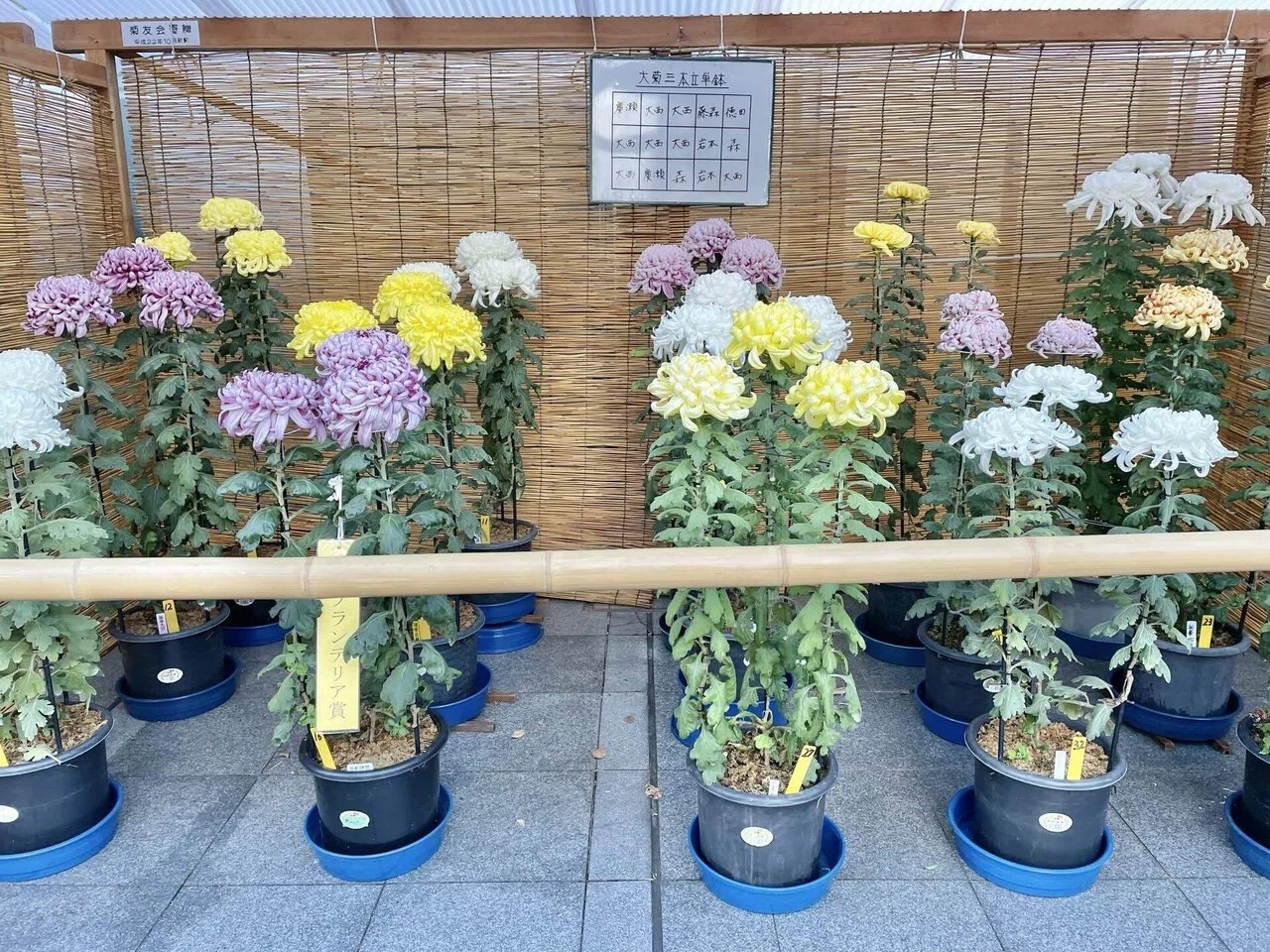 高槻市菊花展