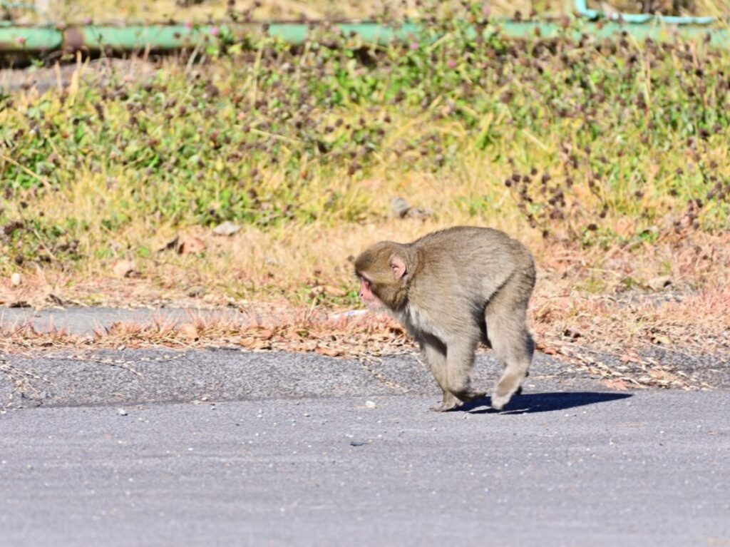 サル