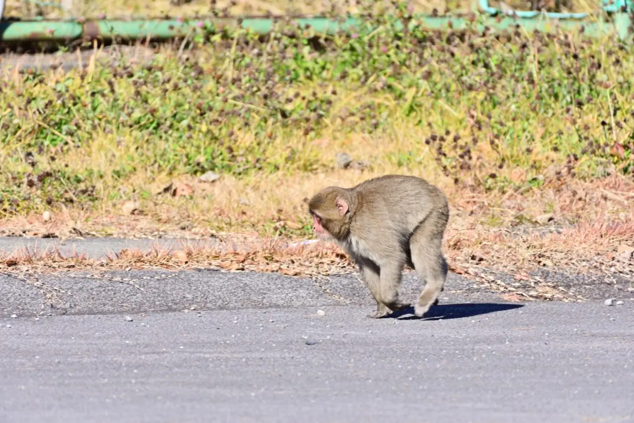 サル